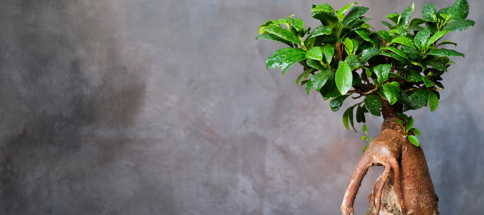 STYLING / Japandi Style Indoor Greenery