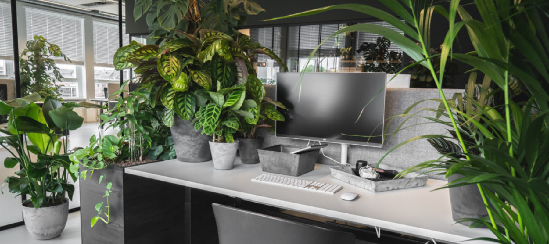 Houseplants hard at work; the best indoor plants for the office