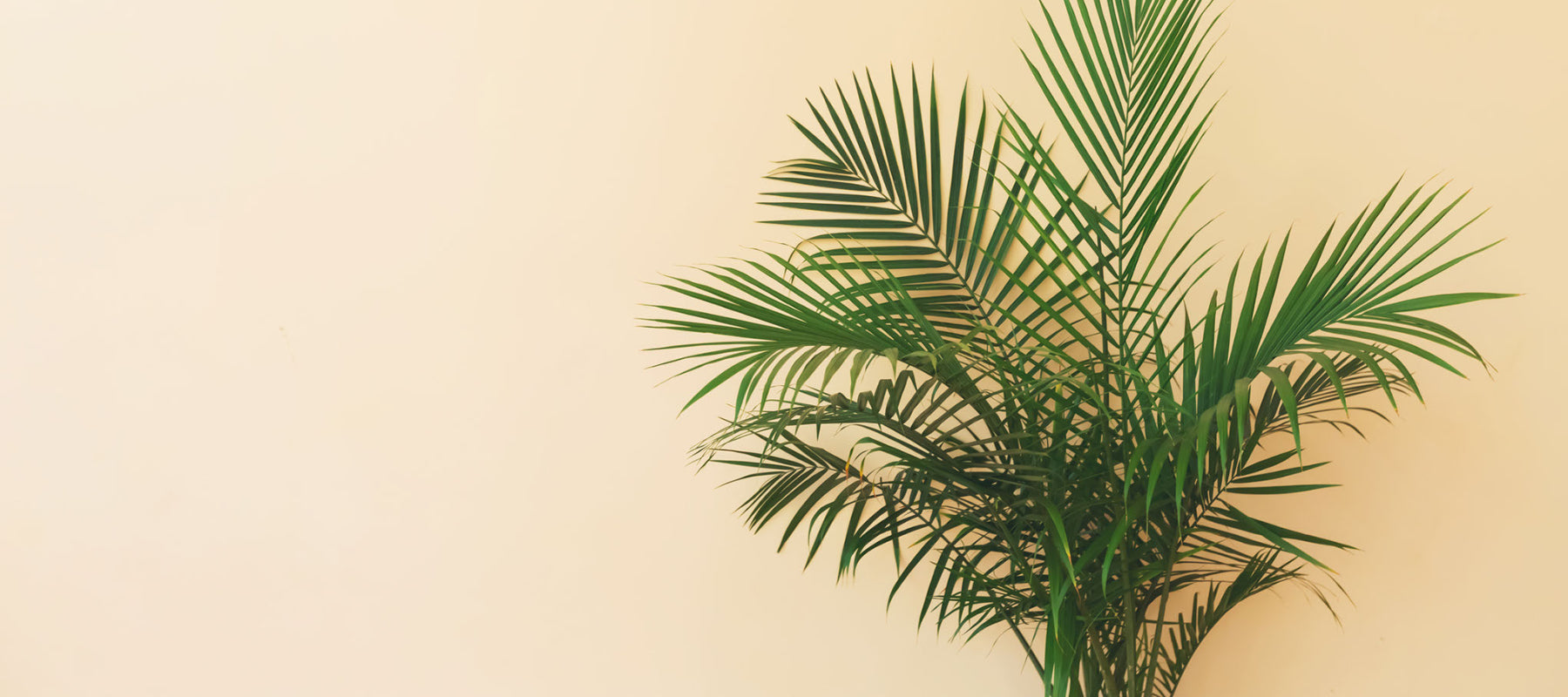 Palm Trees: Areca, Parlour, Kentia, and Lady Palm: Which one is right for you?