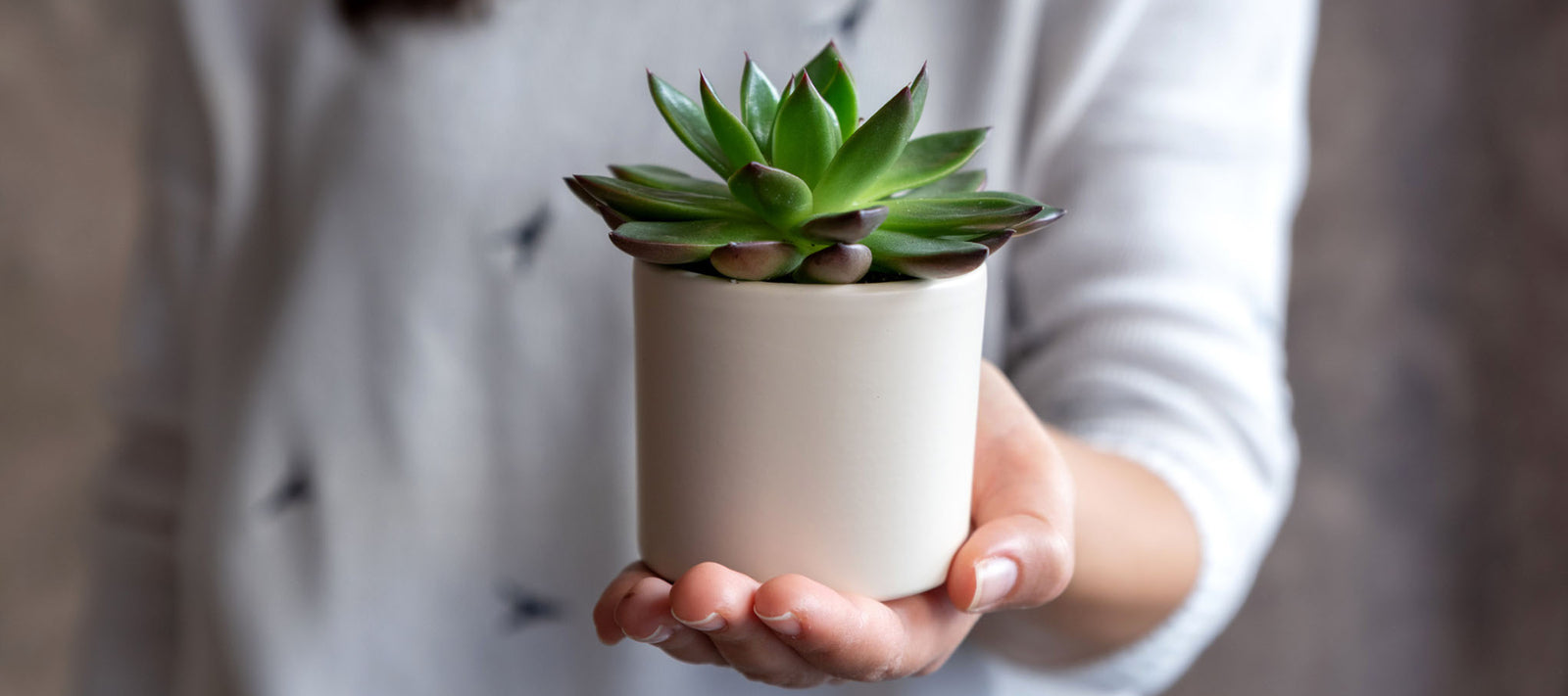 Houseplant Gifting Guide