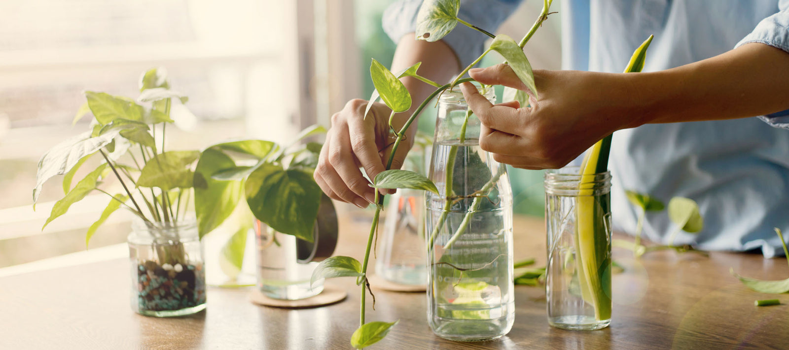 How to Propagate Houseplants