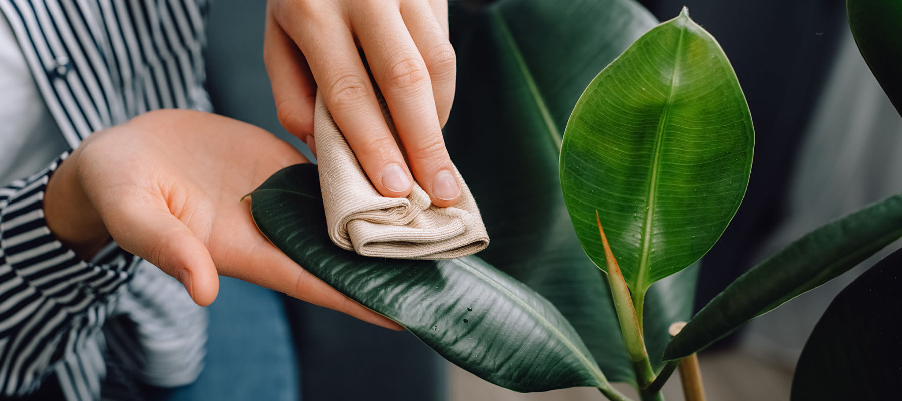 How To: Spring Clean Your Houseplants