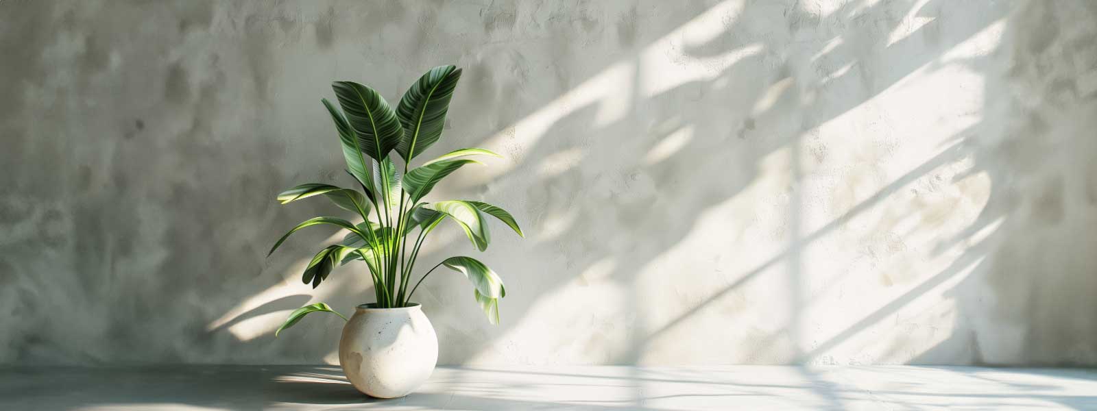 Low Light Indoor Plants: The Complete Guide