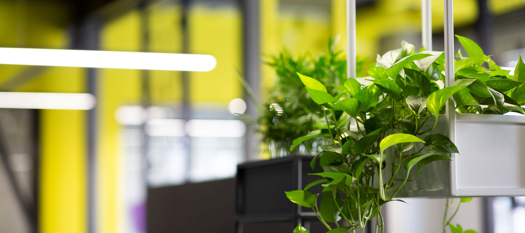 Workplace Wellness – The Benefits Of Indoor Plants On Health & Wellbeing