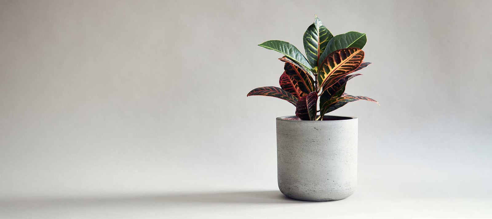 Sun Worshiper or Shade Seeker - Caring For Houseplants In The Summer Sizzle