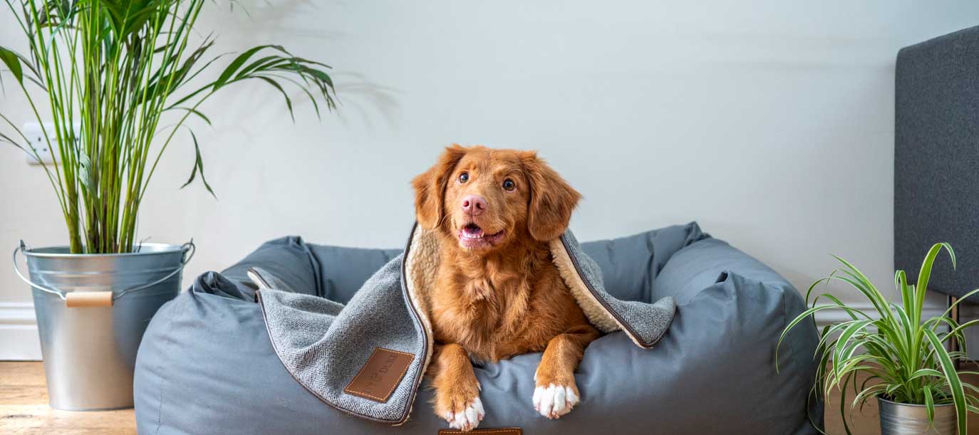 Dog friendly bean sales bag