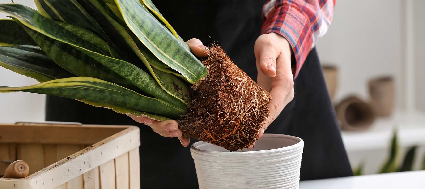 Understanding the Need for Repotting: Why do snake plants need to be repotted