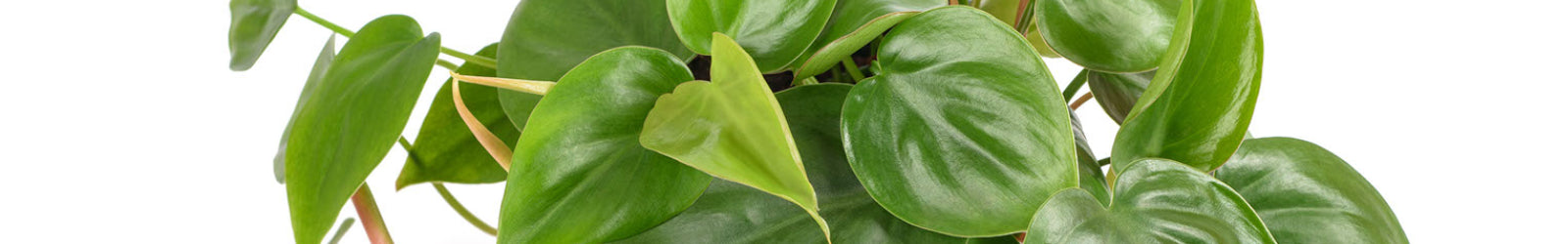 Philodendron Scandens - Sweetheart Plant