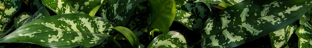 Aglaonema - Chinese Evergreen Houseplants | Hortology.co.uk