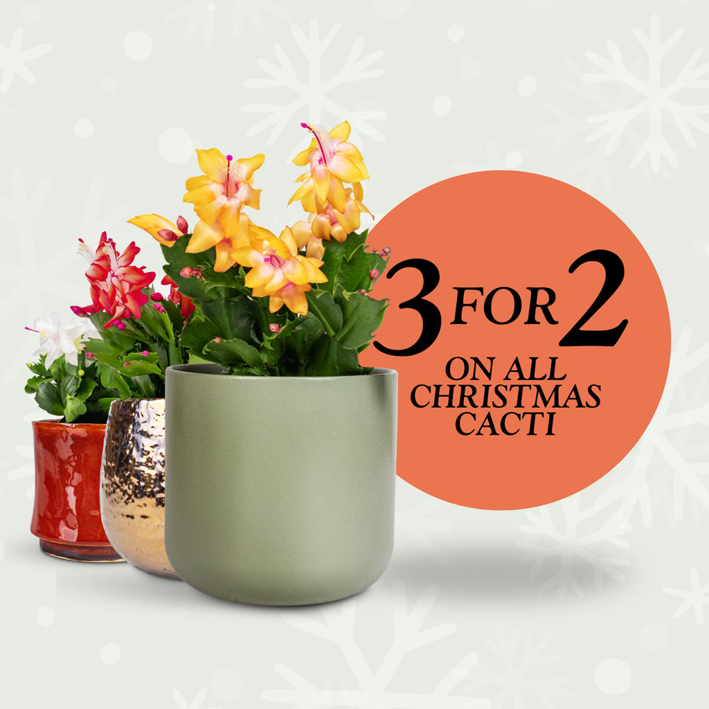 Christmas Cacti