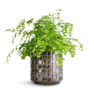 Adiantum Fragrans - Delta Maidenhair Fern & Stian Plant Pot - Moss Green