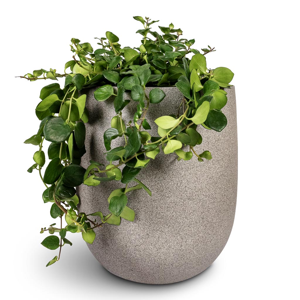 Aeschynanthus Pink Polka Lipstick Plant - 15x40cm In Grigio Tall Balloon Planter Natural Concrete - 40x50cm