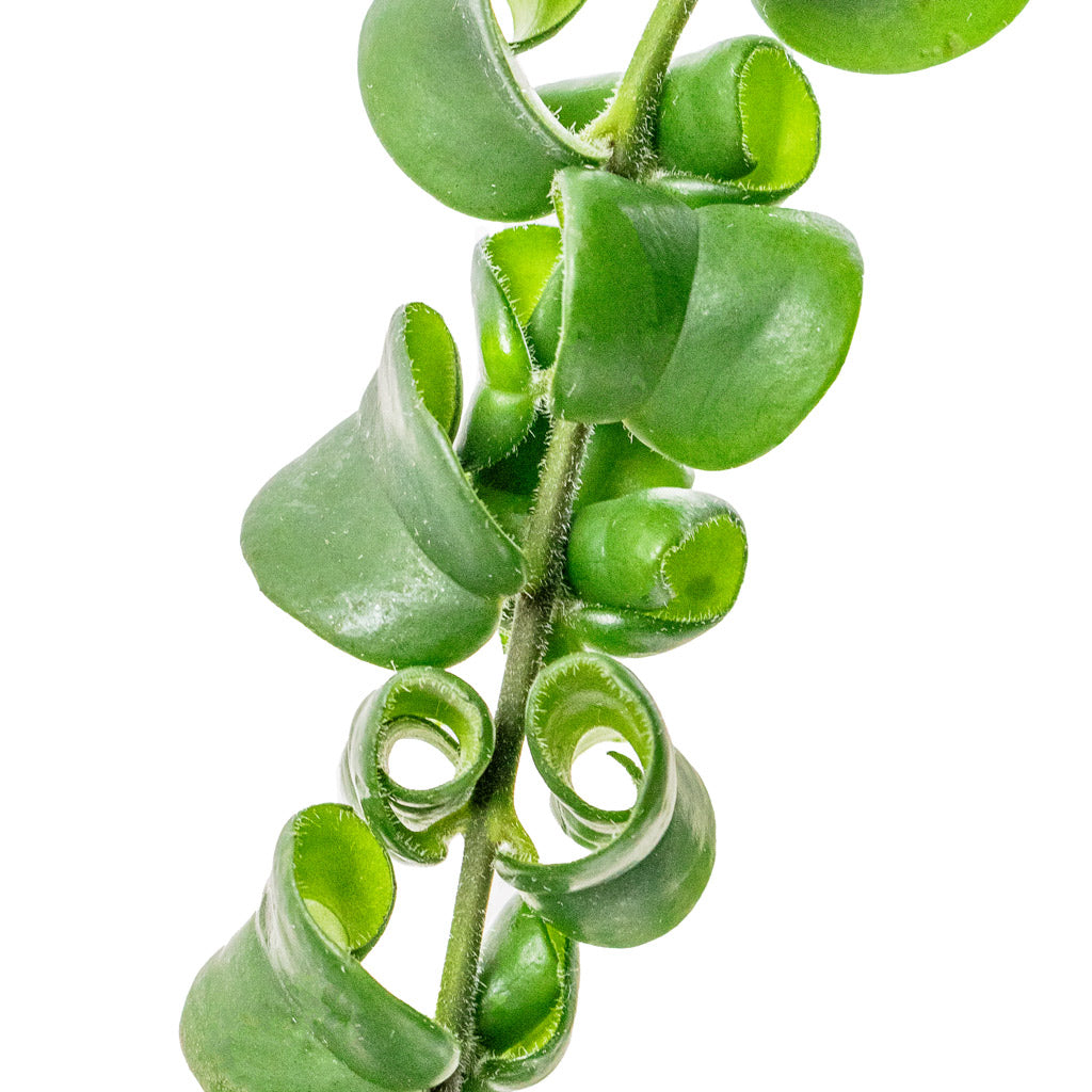 lipstick jade plant Aeschynanthus Rasta - Lipstick Plant - Hanging Plants | Hortology