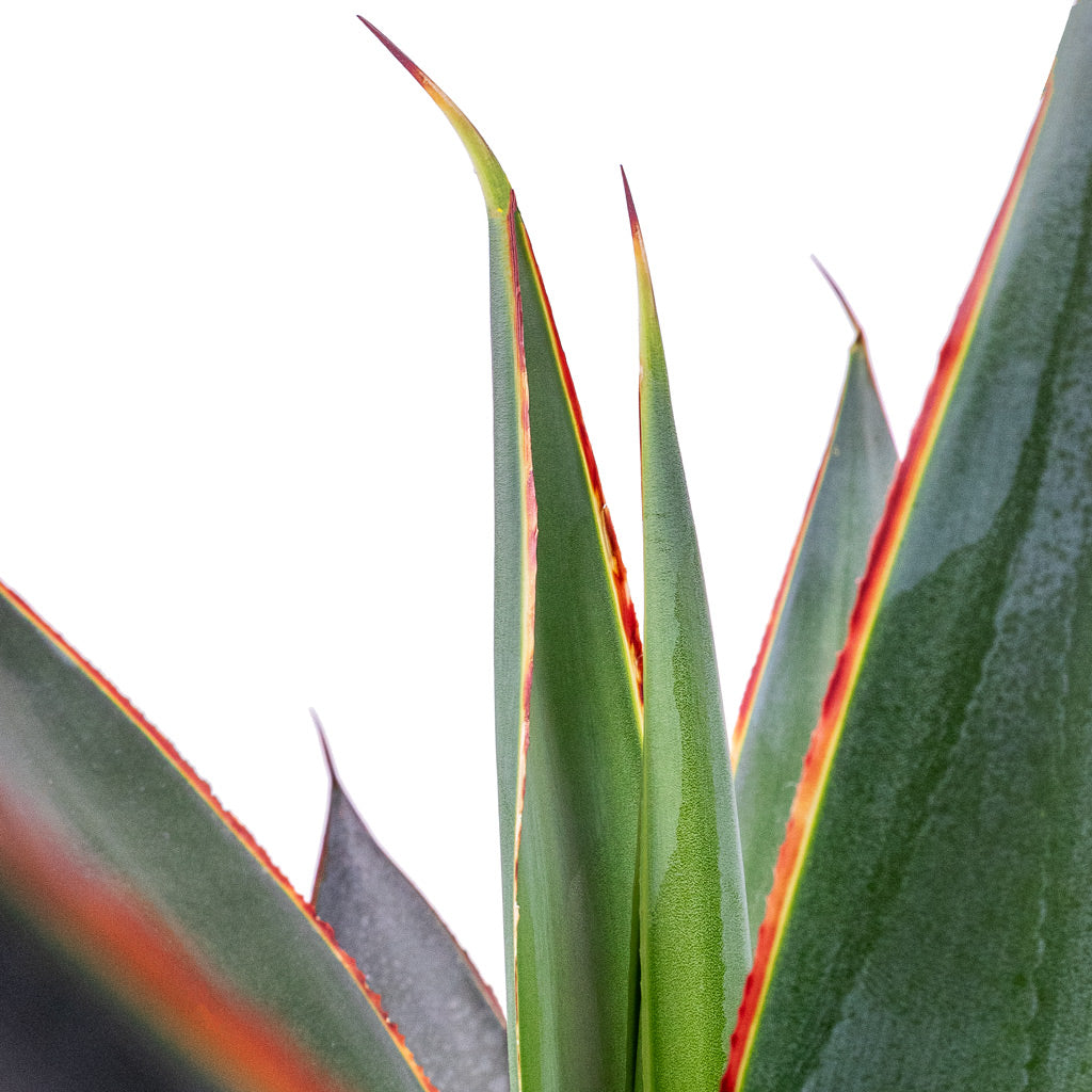 Agave Shaka Zulu Leaf Tip