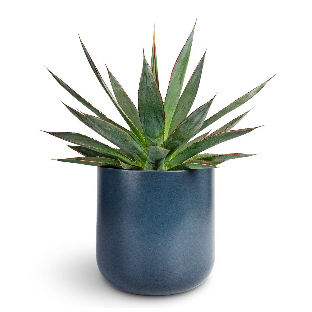 Agave Shaka Zulu - 15x25cm In Lisbon Plant Pot Navy - 19x19cm