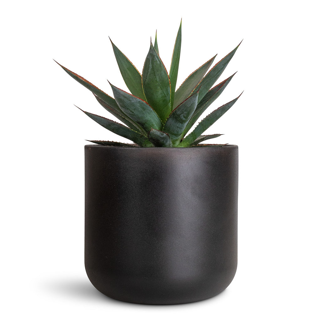 Agave Shaka Zulu - 15x25cm In Lisbon Pot Anthracite - 19x19cm