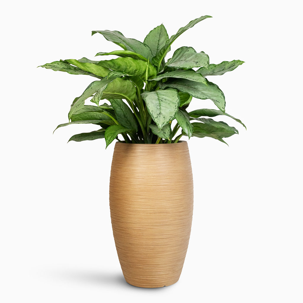 Aglaonema B.J .Freedman 24x80cm In Dune Emporer Planter Almond - 37 x 60cm