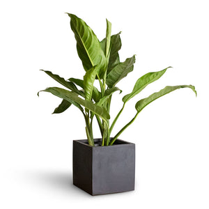 Aglaonema B.J. Freedman - Chinese Evergreen & Fleur Natural Planter - Black