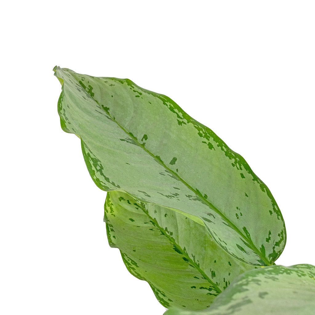 Aglaonema B.J. Freedman - Chinese Evergreen Leaf