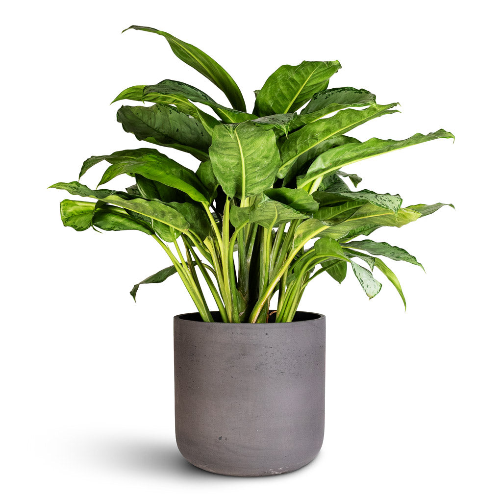 indoor charlie plant Charlie Plant Pot - Black Washed - Quality Plant Pots | Hortology