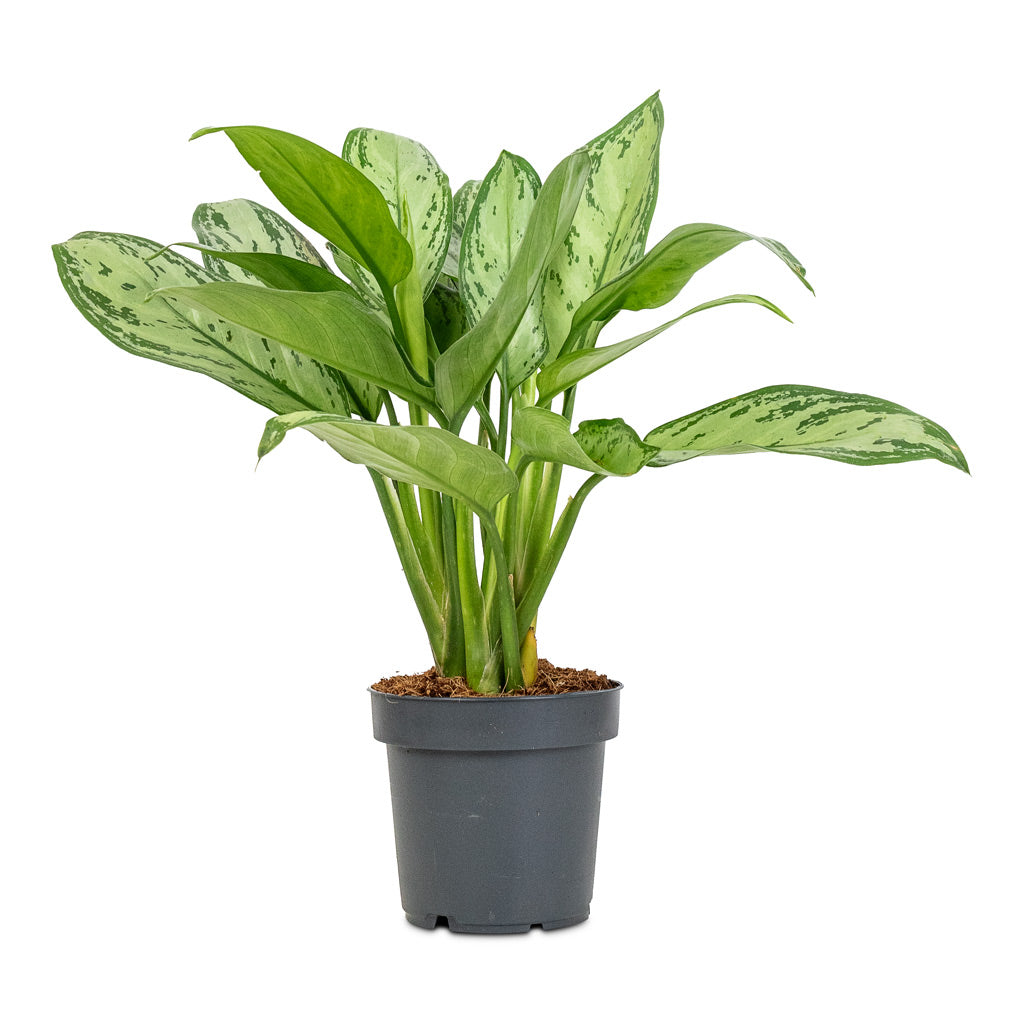 Aglaonema Christina - 12x30cm