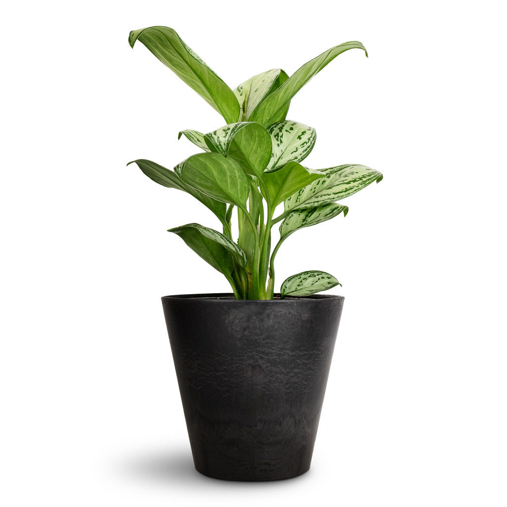 Aglaonema Christina Chinese Evergreen - 14x35cm & Claire Artstone Plant Pot - Black - 17x15cm