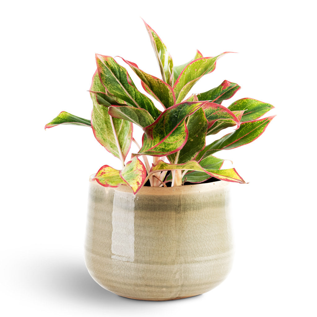 Aglaonema Crete - 12x25cm House Plant In Iris Pot Mint - 18x15cm