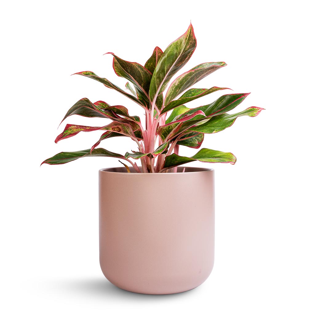Aglaonema Crete - Chinese Evergreen &amp; Lisbon Plant Pot - Pink Clay