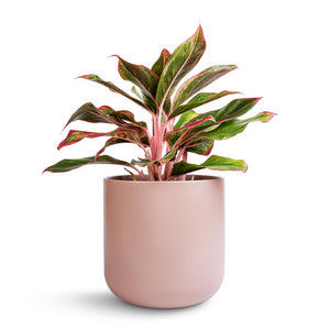 Aglaonema Crete - Chinese Evergreen & Lisbon Plant Pot - Pink Clay