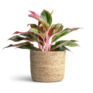 Aglaonema Crete - Chinese Evergreen & Maartje Plant Basket