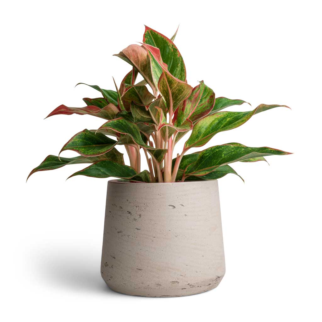 Aglaonema Crete - Chinese Evergreen &amp; Patt Plant Pot - Grey Washed