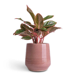 Aglaonema Crete - Chinese Evergreen & Remi Plant Pot - Pink