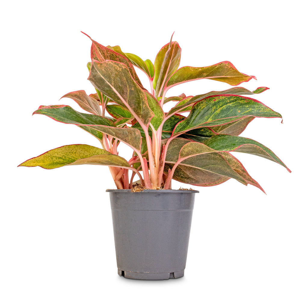 Aglaonema Crete - Chinese Evergreen - 12 x 25cm