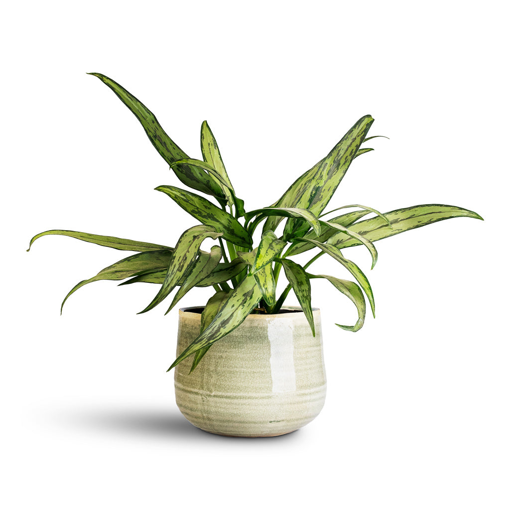 Aglaonema Cutlass 12x35cm Iris Pot Mint 26x21cm