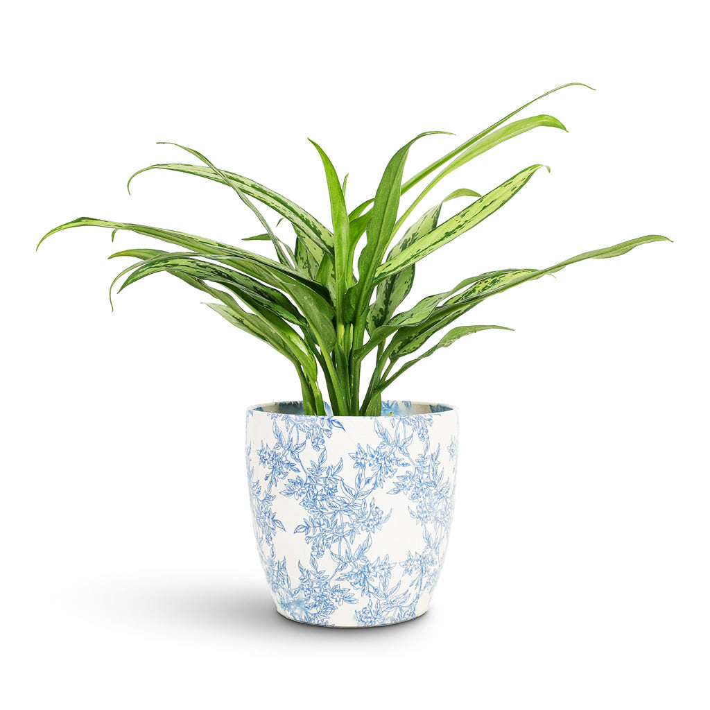 Aglaonema Cutlass 14x40cm House Plant In Monza Pot Vintage Foliage 17x17cm