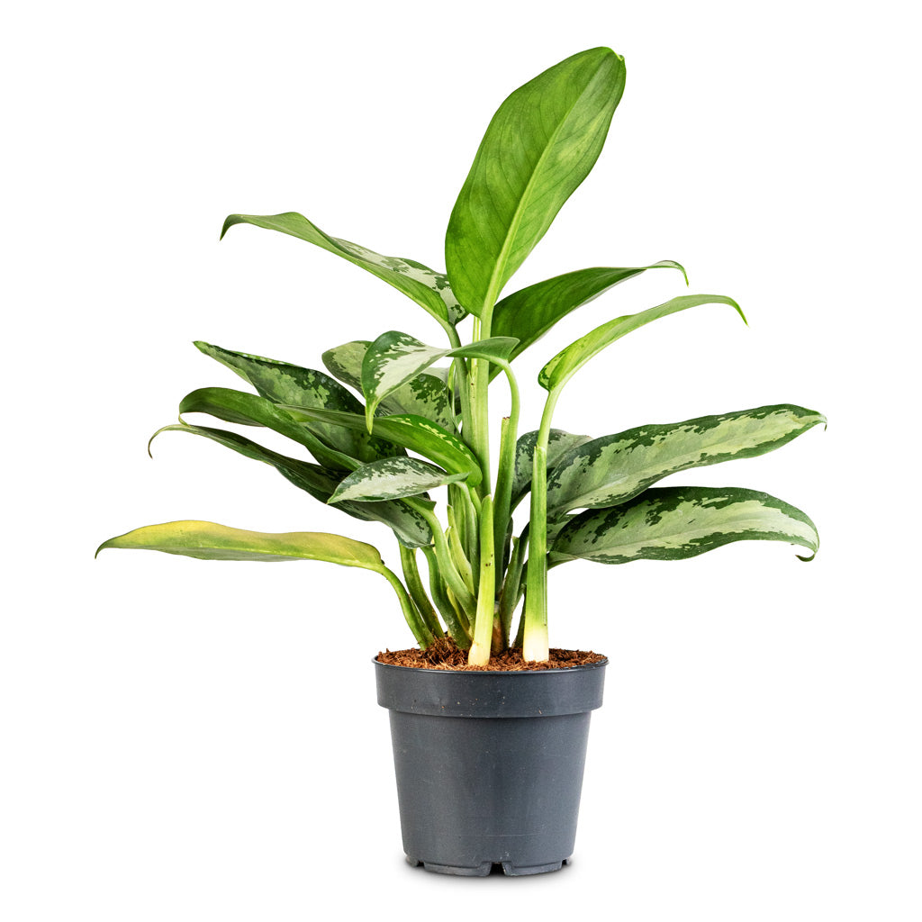 Aglaonema Diamond Bay 12x30cm