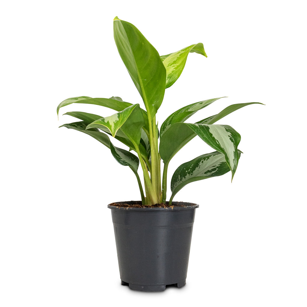 Aglaonema Diamond Bay - 14x35cm