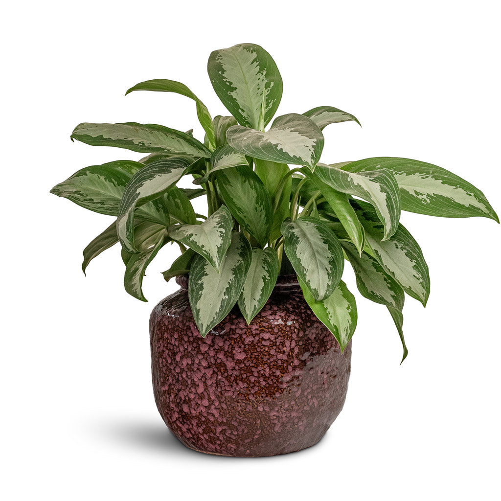 Aglaonema Diamond Bay 17x55cm House Plant In Kelsey Pot Vintage Mauve 30x24cm