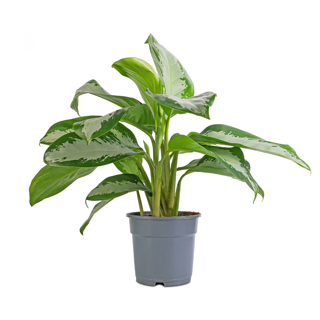 Aglaonema Diamond Bay - Chinese Evergreen - 17 x 55cm