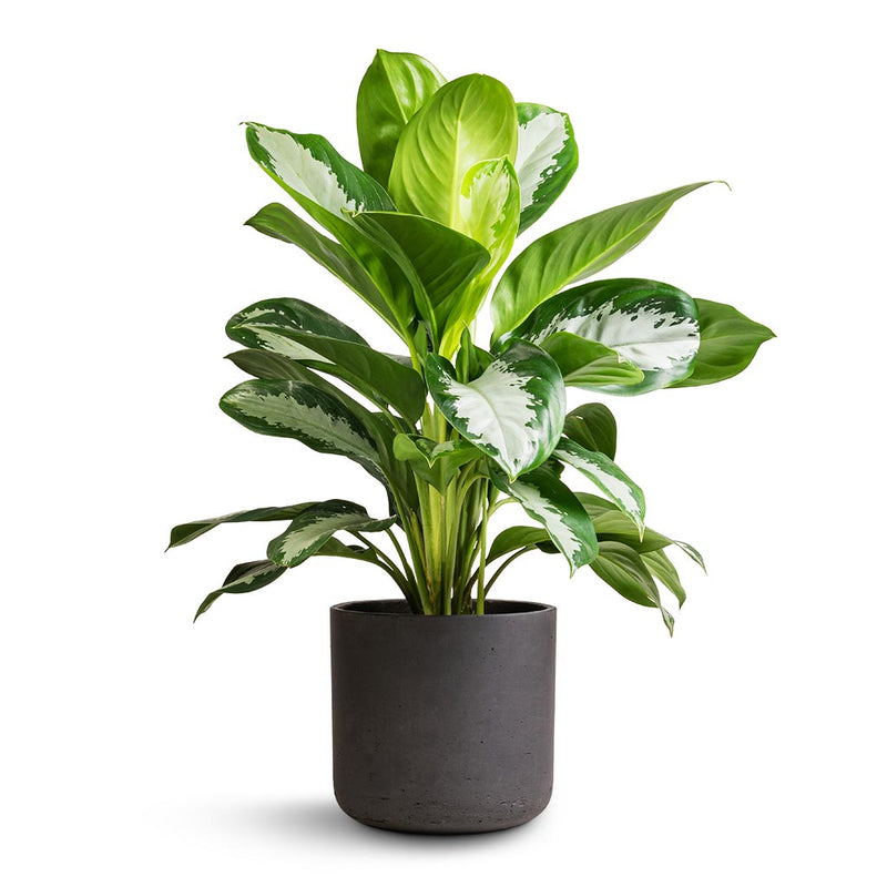 Aglaonema Diamond Bay - Chinese Evergreen Plants | Hortology