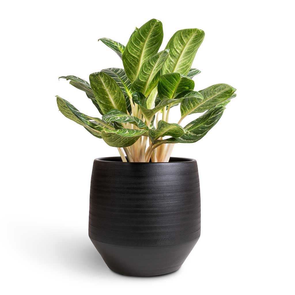 Aglaonema Key Lime - Chinese Evergreen &amp; Norell Plant Pot - Black