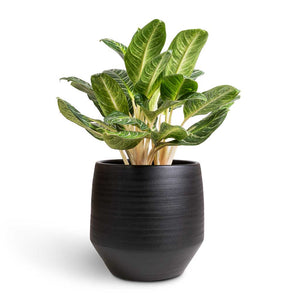 Aglaonema Key Lime - Chinese Evergreen & Norell Plant Pot - Black