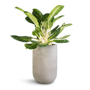 Aglaonema Key Lime - Chinese Evergreen & Cody Plant Vase - Ridged Cement