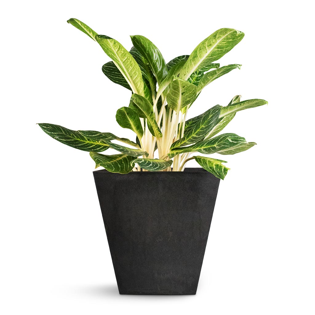 Aglaonema Key Lime - Chinese Evergreen & Ella Artstone Plant Pot - Black