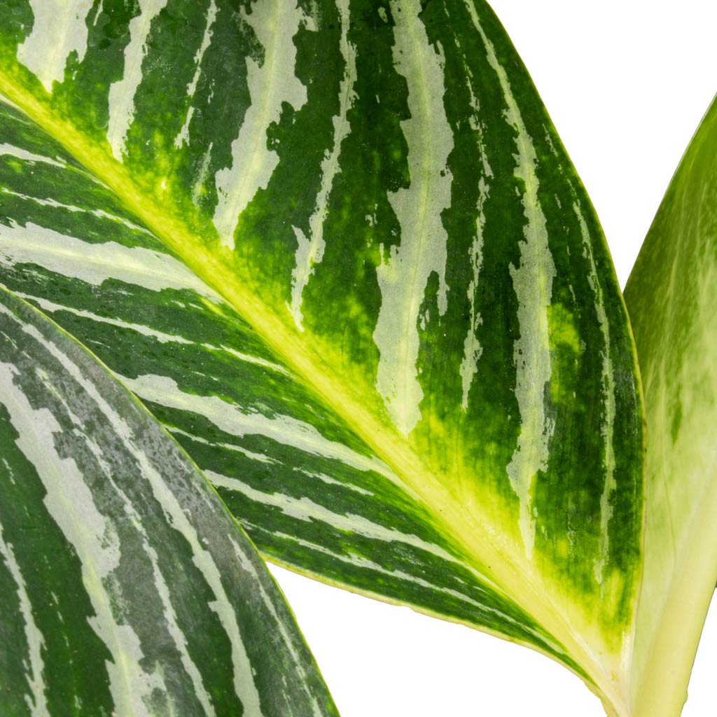 Aglaonema Key Lime - Chinese Evergreen Leaf