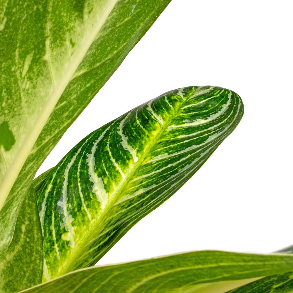 Aglaonema Key Lime - Chinese Evergreen Leaf Close Up