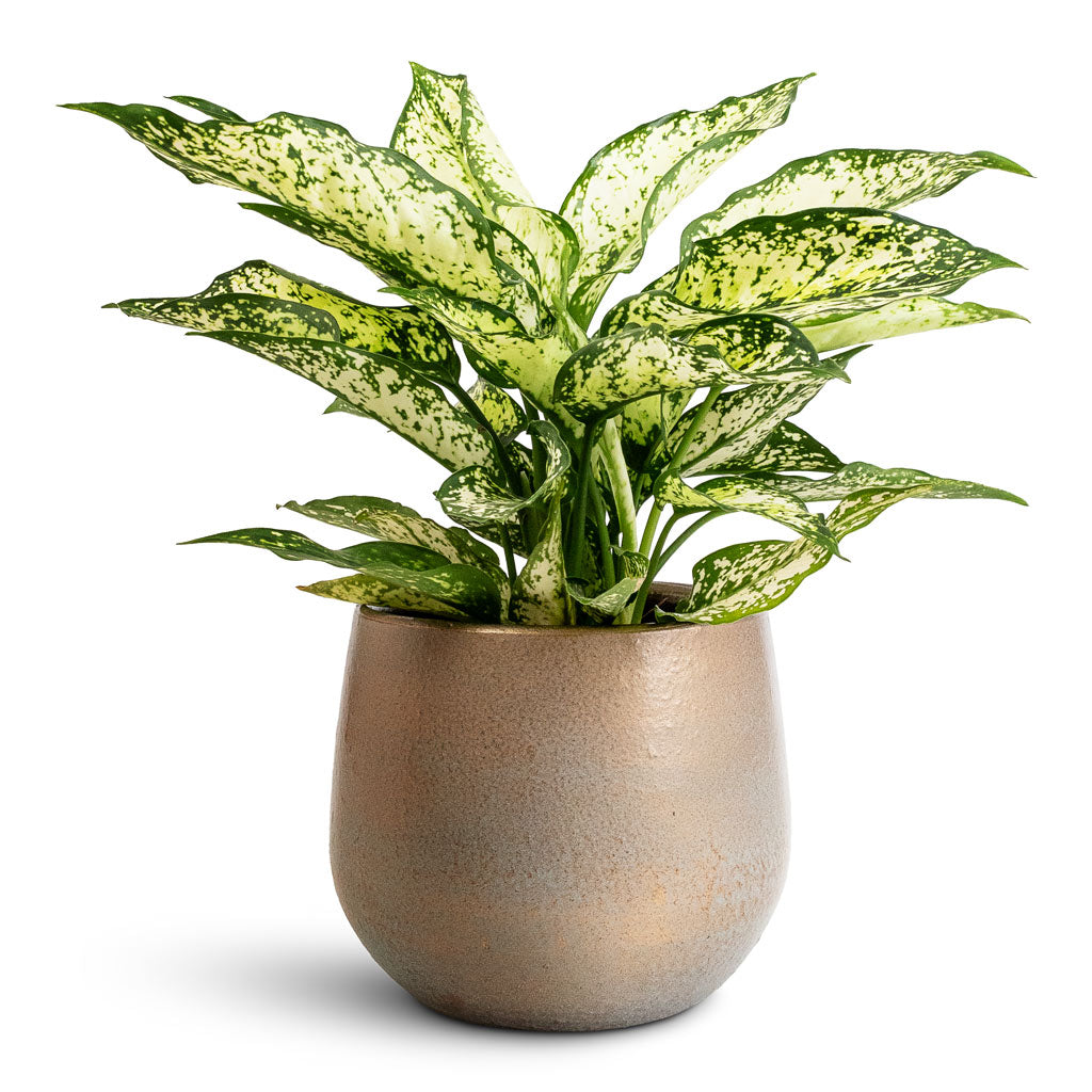 Aglaonema Kiwi - 12x30cm In Esra Pot Champagne - 15x13cm