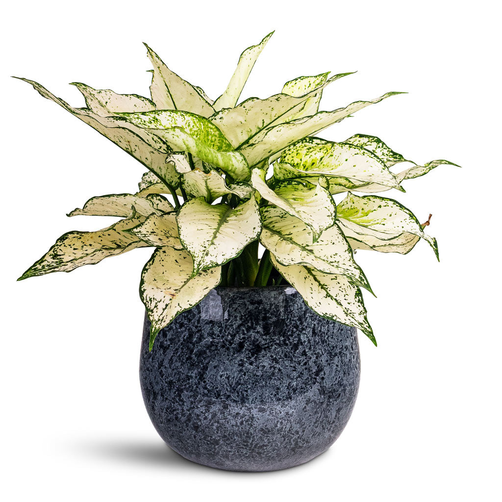 Aglaonema Kiwi 19x45cm House Plant In Emmie Metal Pot Mystic Blue 23x20cm