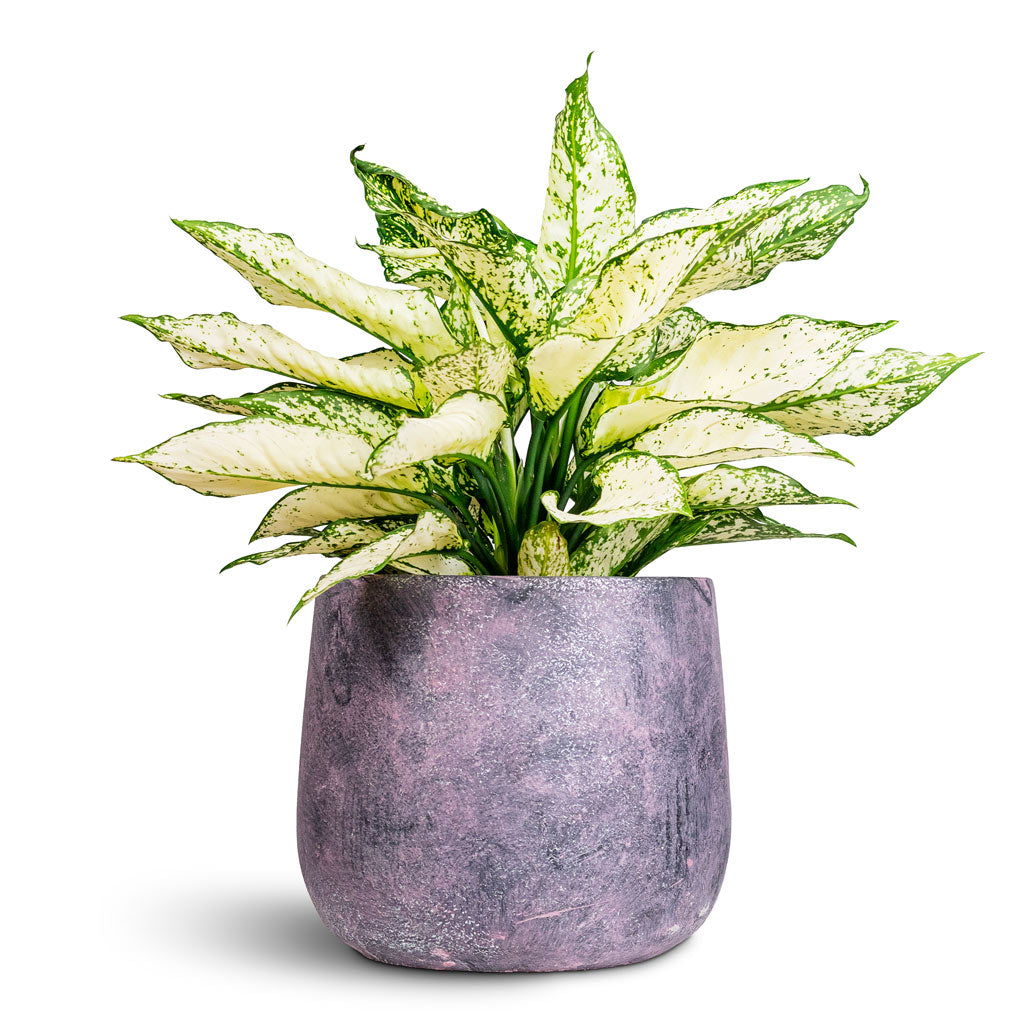 Aglaonema Kiwi 19x45cm House Plant in Jules Pot Shiny Purple 23x20cm
