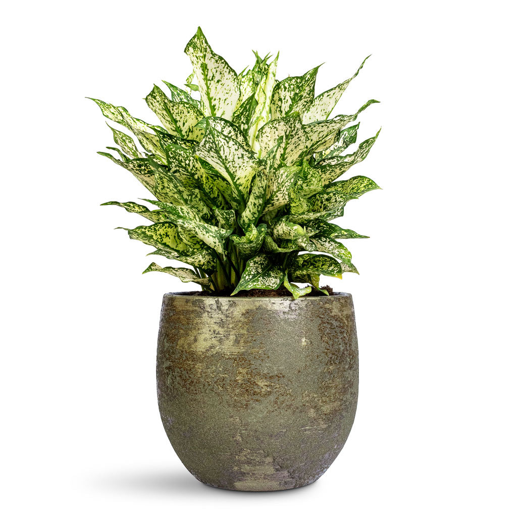 Aglaonema Kiwi - 19x45cm In Rustic Pot Moss Green - 25x23cm